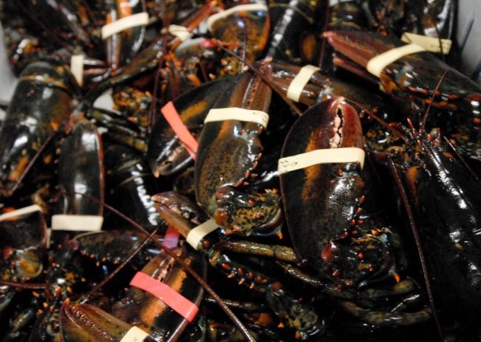 Canada Counts on China for Lobster Gold Rush
